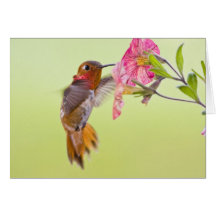 Canada, British Columbia, Rufous Hummingbird Card