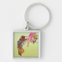 Canada, British Columbia, Rufous Hummingbird Key Chains
