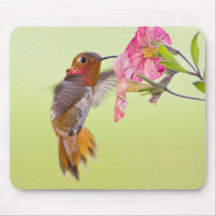 Canada, British Columbia, Rufous Hummingbird Mousepads