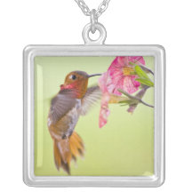 Canada, British Columbia, Rufous Hummingbird Custom Jewelry