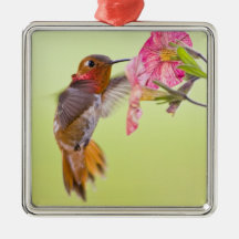 Canada, British Columbia, Rufous Hummingbird Christmas Tree Ornament