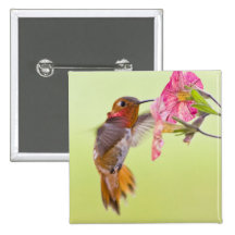 Canada, British Columbia, Rufous Hummingbird Pins