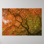 CANADA, British Columbia, Victoria. Autumn 2 Poster
