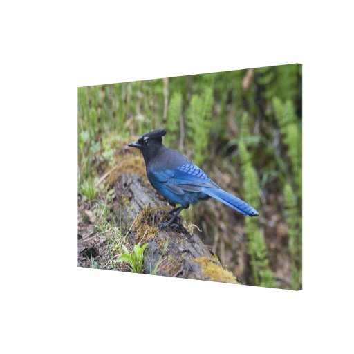 Canada:  British Columbia, Yoho NP, Stellar jay, Canvas Prints