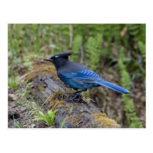 Canada:  British Columbia, Yoho NP, Stellar jay, Postcards