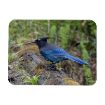 Canada:  British Columbia, Yoho NP, Stellar jay, Rectangular Magnet