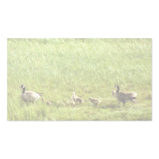 Canada geese and brood business cards (back side)