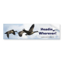 Canada Geese Art Sticker Bumper Stickers