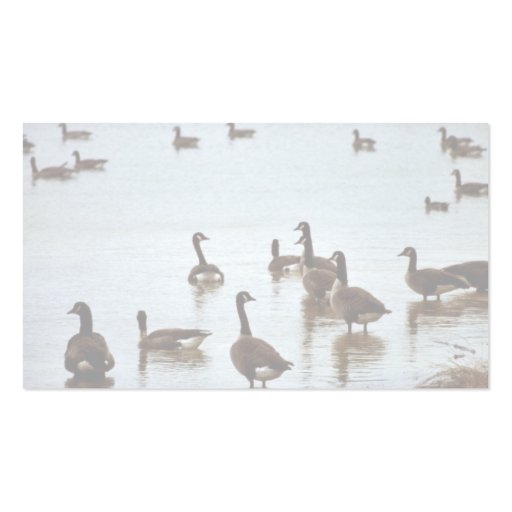 Canada geese at an Ohio wetland area Business Cards (back side)