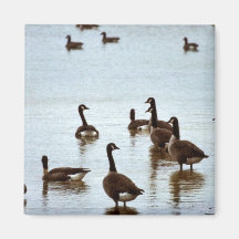 Canada geese at an Ohio wetland area Fridge Magnet