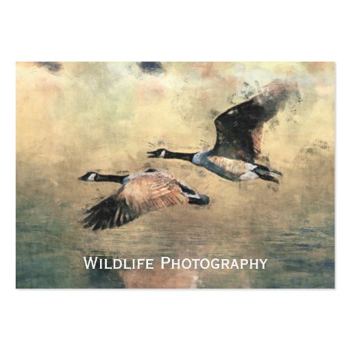 Canada Geese  Business Card (back side)