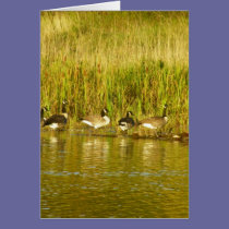 Canada Geese cards