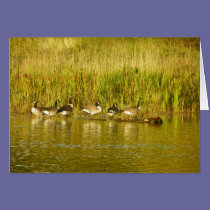 Canada Geese cards