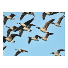 Canada Geese Flock in Flight Custom Announcements