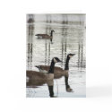 Canada Geese -Greeting / note card by TLWphotography Canada Geese -Greeting / note card