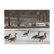 Canada Geese Keep Right Post Card