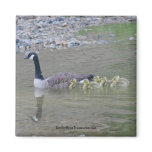 Canada Geese Mom Babies Nature Photo Magnet