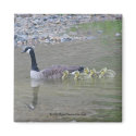 Canada Geese Mom Babies Nature Photo Magnet