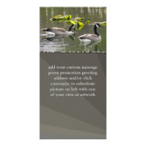 Canada Geese Picture Card