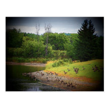 canada geese post card