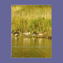 Canada Geese postcards