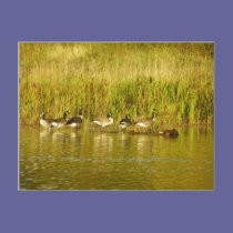 Canada Geese postcards
