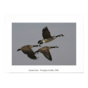 Canada Geese posters by srkifer Canada Geese posters