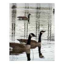 Canada Geese - Print by TLWphotography Canada Geese - Print