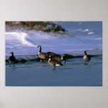 Canada Geese, standing on ice Posters