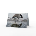 Canada Goose 1975 Greeting Card