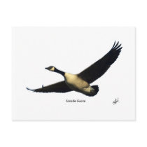 Canada Goose 9R005D-123 postcards