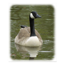 Canada Goose 9R038D-005 posters by TraffordPhotos Canada Goose 9R038D-005 posters