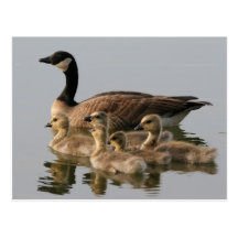 Canada Goose and her brood photo postcard