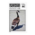 Canada goose at Goose Lake, Anchorage Stamp