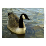 Canada Goose Greeting Cards Canada Goose Greeting Cards