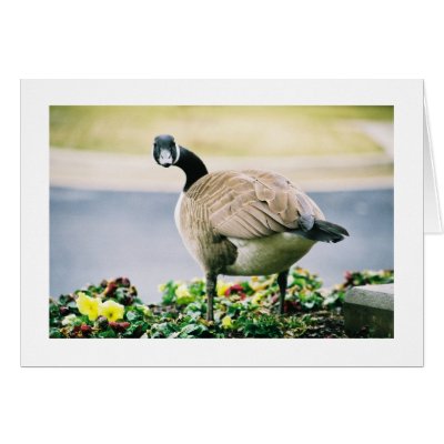 Canada Goose Greeting Card by alberthartley