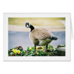 Canada Goose Greeting Card