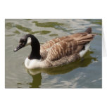 Canada Goose Card