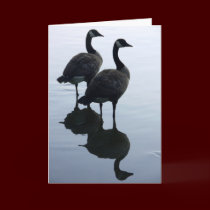 Canada Goose Cards Canada Geese Greeting Cards cards