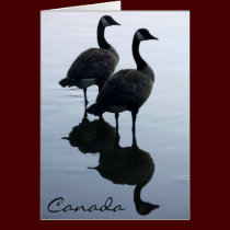 Canada Goose Cards Canada Geese Greeting Cards cards