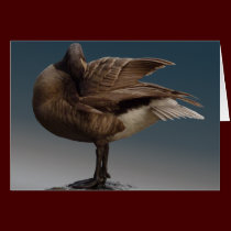 Canada Goose Cards Canada Geese Greeting Cards cards