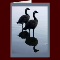 Canada Goose Cards Canada Geese Greeting Cards cards
