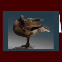Canada Goose Cards Canada Geese Greeting Cards cards