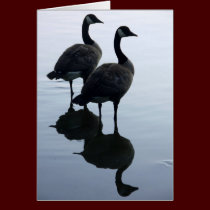 Canada Goose Cards Canada Geese Greeting Cards cards