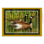 Canada Goose Family
