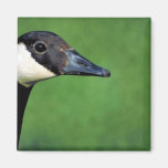 Canada goose fridge magnet