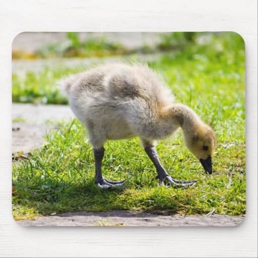 Canada Goose Gosling Mouse Pad Zazzle
