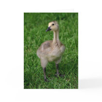Canada Goose Gosling Notecard by Classic_Cat Canada Goose Gosling Notecard
