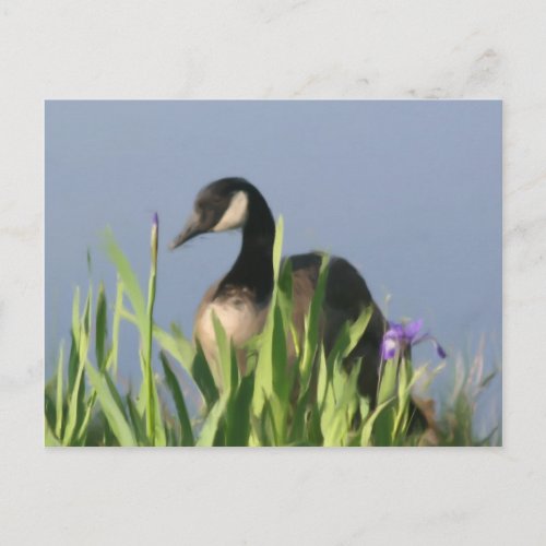 Canada Goose Irises Oil Painting Postcard postcard