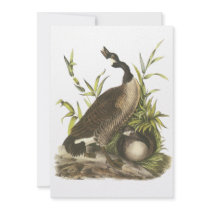 Canada Goose, John Audubon Personalized Announcements